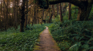 « Vieilles forêts » : de rares trésors à conserver