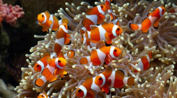 "Le banc de poisson : danser et se laisser guider par l'enfant en musique"