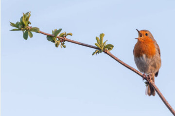 Atelier de découverte de la nature : Les oiseaux chanteurs (des 14 ans)