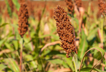 Atelier de Jardinage : Sorgho (dès 14 ans)