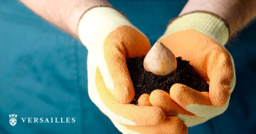 Distribution gratuite de bulbes