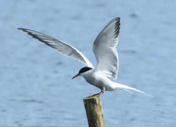 Les oiseaux du parc montsouris