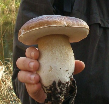 A la découverte des champignons et des arbres - #CPASLOINENTRAIN