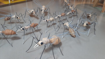 Construisons une fourmi