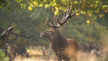 Balade nature à la découverte du majestueux brame du cerf