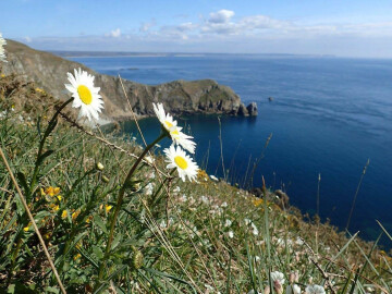 Jobourg/50 : Découverte de la faune et de la flore du "Nez de Jobourg"