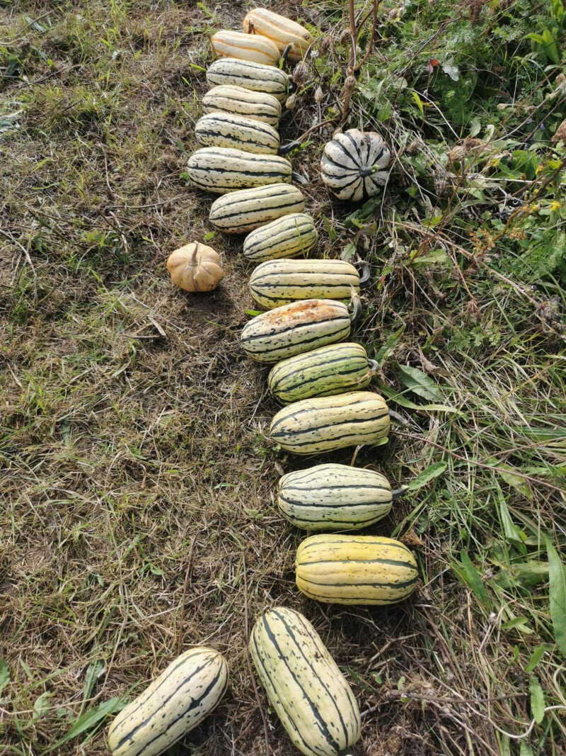 Fêtez l'abondance de l'automne à la ferme !
