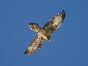 A la découverte du Gypaète