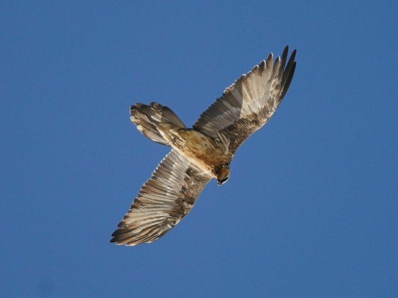 A la découverte du Gypaète