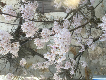 Le chemin Jean Racine, une balade botanique au printemps