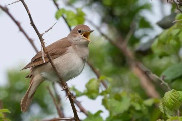 Les oiseaux de l'ile de BOED à marée basse dans le golfe du Morbihan