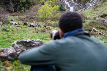 Stage photo animalier