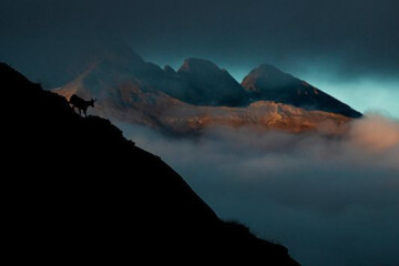 Aventure photo Isard