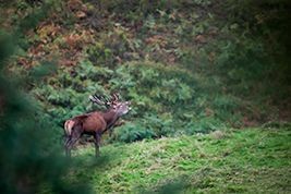 Aventure photo Brame du Cerf