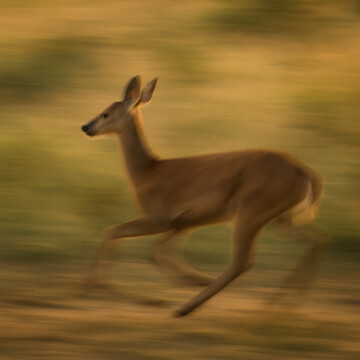 Assistez à la répétition du spectacle "S’arracher"