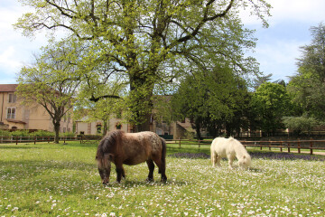 Exposition « Le cheval dans la littérature », visite libre du parc du haras, du musée et animations