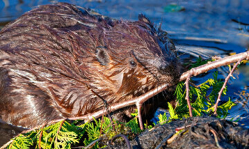 « Animaux bâtisseurs », moments de médiation au Muséum de Bordeaux - sciences et nature