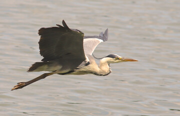 VALOGNES/50 : animation GONm