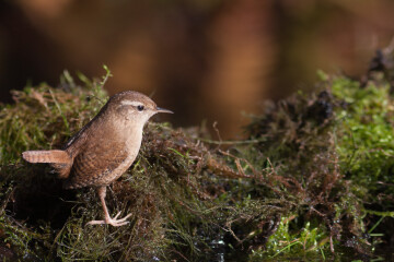 VALOGNES/50 : animation GONm