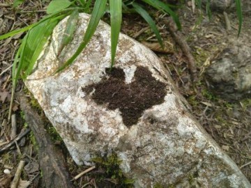 Balade ressourçante "Sur les traces du loup"