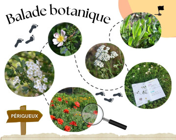Balade découverte des plantes sauvages