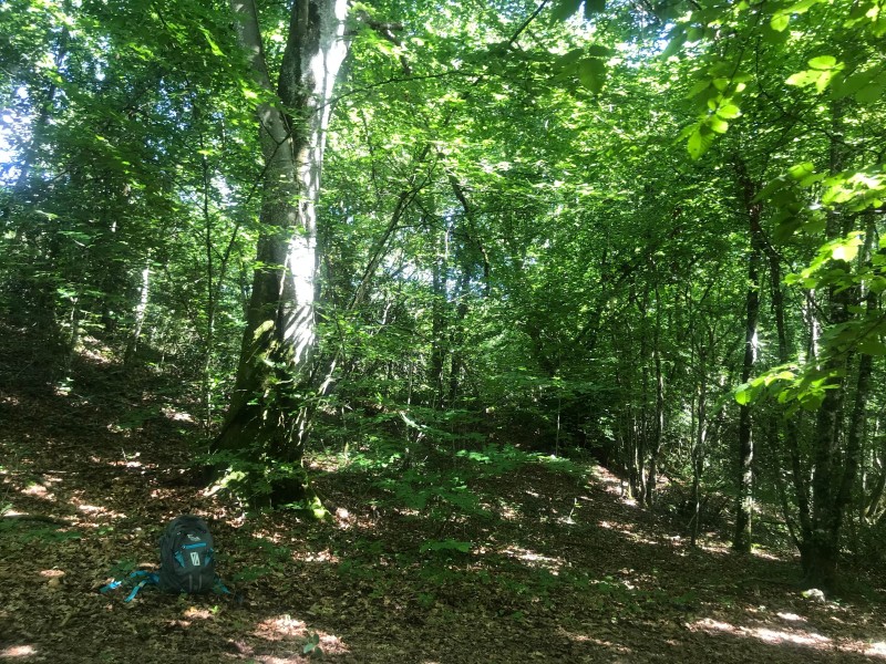 Ronde des arbres "A la rencontre du Hêtre"