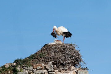 SAINT-FROMOND/50: animation GONm