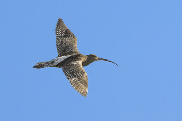 GRAIGNES-MESNIL-ANGOT/50: Animation oiseaux du marais
