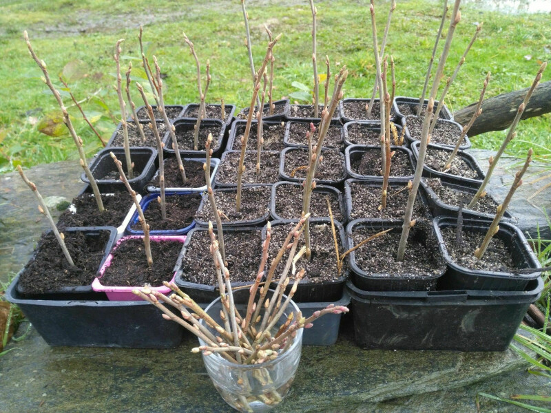 Atelier petit jardinier