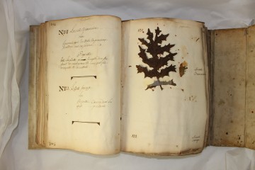 Classer les herbiers avec l'intelligence artificielle