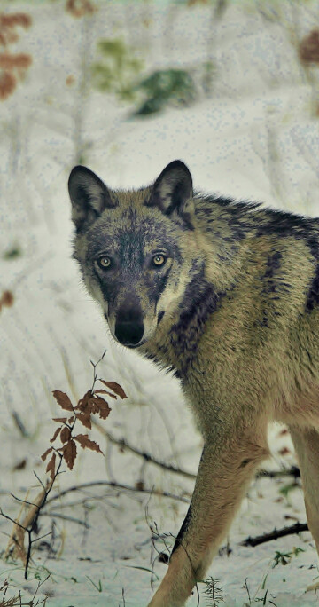 Sortie journée ''Pistage & découverte du Loup''