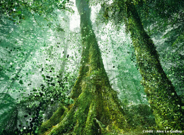 [SCROLL !] Monde végétal, numérique et poésie par Alex Le Guillou