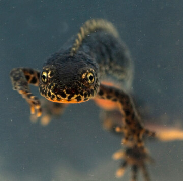 DERNIERES PLACES | Les amphibiens de Normandie