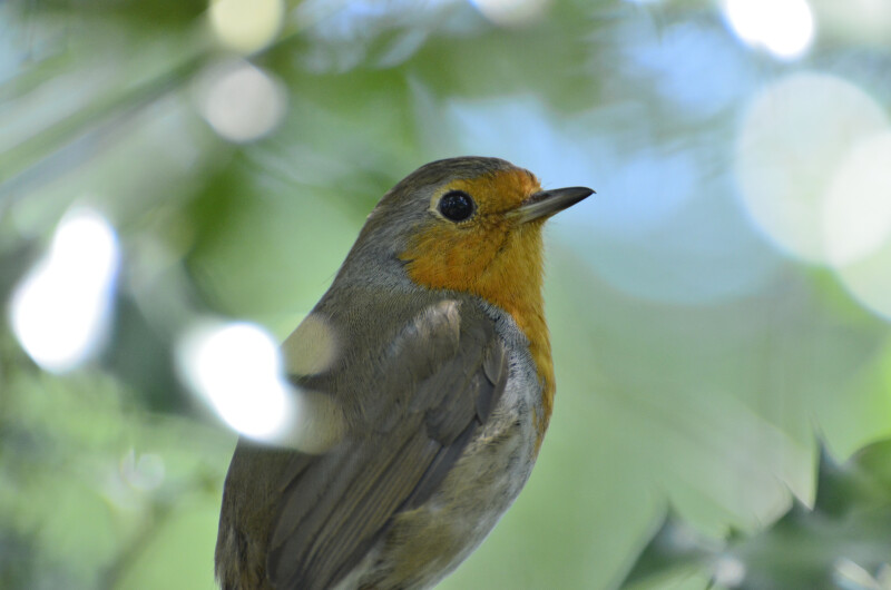 Jardiner au naturel en ligne
