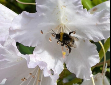 LES STRATEGIES DE LA POLLINISATION OU LA SAISON DES AMOURS A L'ETANG DE BONNELLES