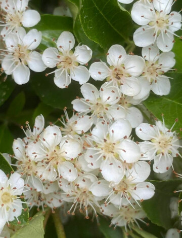 LE PRINTEMPS DE LA RANDONNEE dans le vallon du POMMERET entre paysages et traditions - Avec une interprètre en Langue des Signes