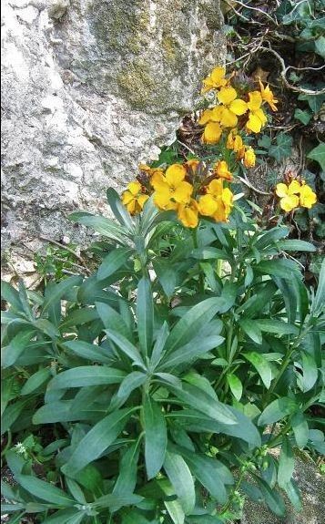 LES JOLIES GIROFLEES SAUVAGES D’UN VILLAGE MEDIEVAL