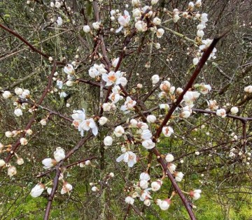 TOUT LE LONG DE L’YVETTE, LES FLEURS ET BOURGEONS DE MAI ENTRE DEUX LAVOIRS - DAMPIERRE _MAINCOURT