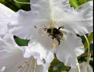 LES STRATEGIES DE LA POLLINISATION OU LA SAISON DES AMOURS A L'ETANG DE BONNELLES