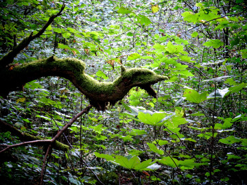 Wi*-La Peau des arbres