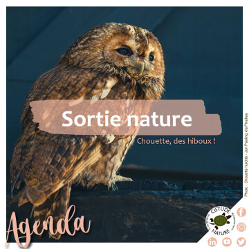 Chouette, des hiboux !