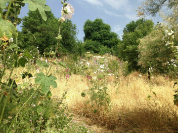 AH LES FLEURS DE LA SAINT JEAN  !