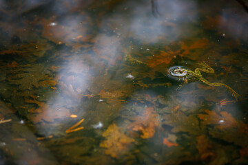 Drôles de grenouilles