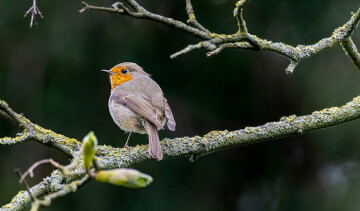 Vivons avec les oiseaux