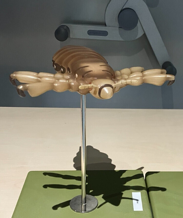 Atelier "une vie de poux"