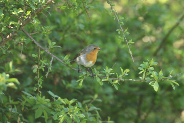 Et si les oiseaux nous aidaient à aller mieux ?