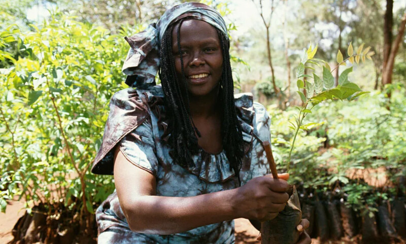 SORTIE DE RÉSIDENCE : WANGARI MAATHAÏ, LA MÈRE DES ARBRES