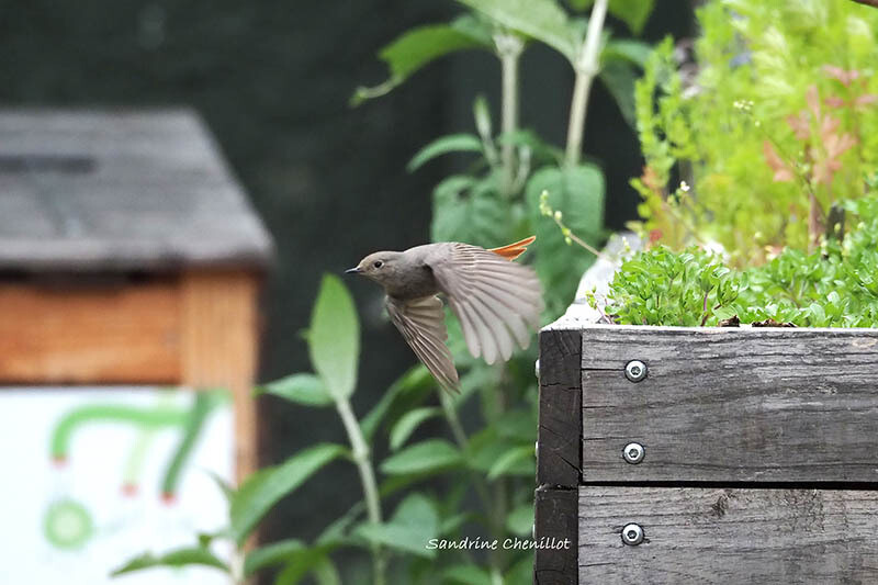 VERNISSAGE : BIODIVER'CITÉ - UN VOYAGE AU BOUT DE LA RUE