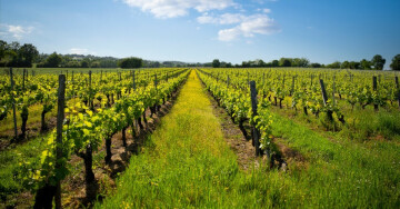 Les portes ouvertes de Montagne-Saint-Emilion et Saint-Georges