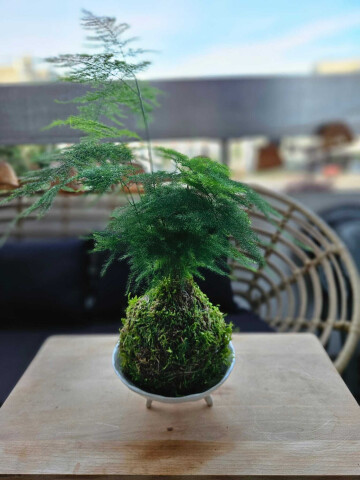 Créez votre kokedama pas à pas